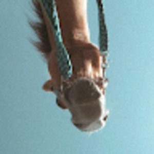 Meet your Posher, Taylor